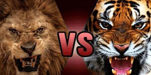 欧美狮子老虎出场视频,野性魅力一触即发